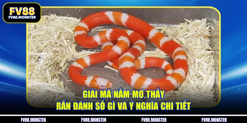 Giải Mã Nằm Mơ Thấy Rắn Đánh Số Gì Và Ý Nghĩa Chi Tiết