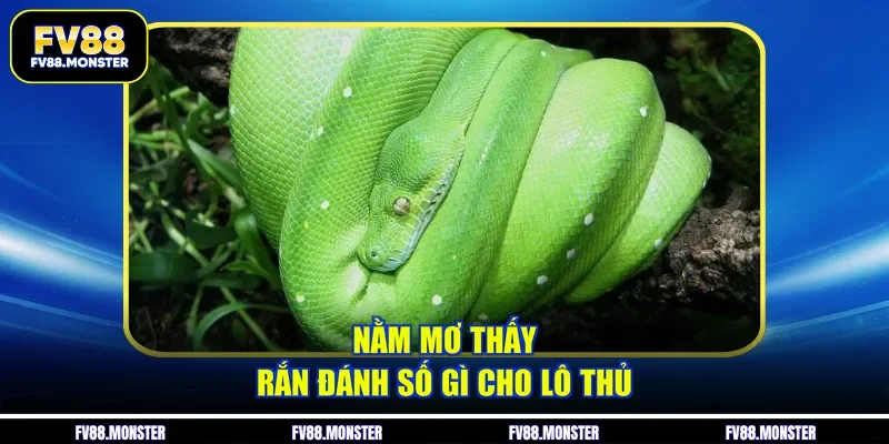 Nằm mơ thấy rắn đánh số gì cho lô thủ